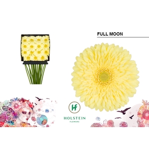 Gerbera Full Moon Diamond Per Kaart