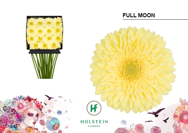 Gerbera Full Moon Diamond per kaart