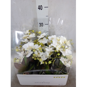 Phalaenopsis multi.   ...white