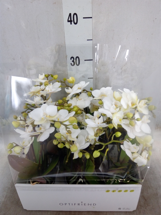 <h4>Phalaenopsis multi.   ...white</h4>