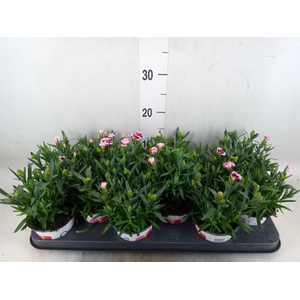 Dianthus  'Oscar Purple Star'