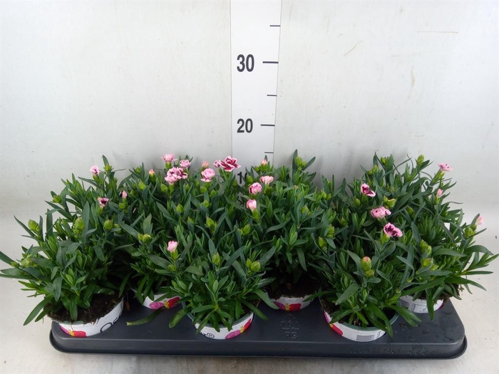 <h4>Dianthus  'Oscar Purple Star'</h4>