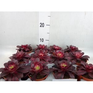 Aeonium   ...
