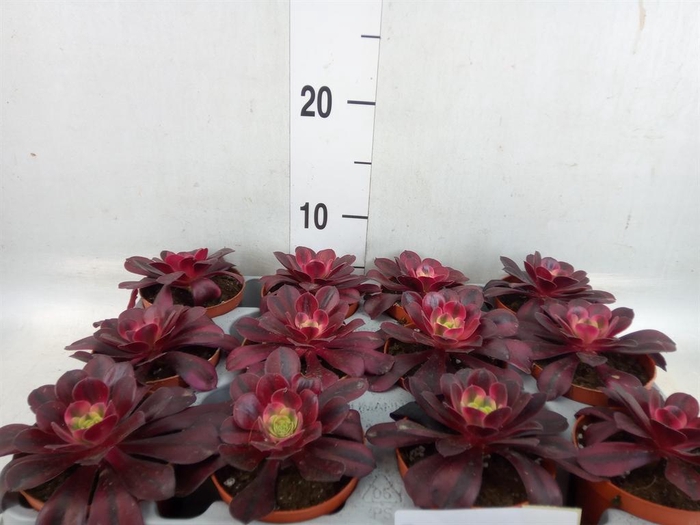 <h4>Aeonium   ...</h4>