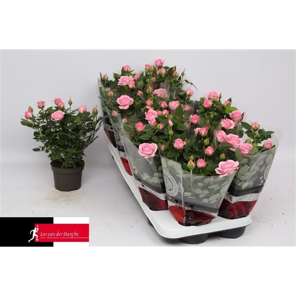 <h4>Rosa Kordana Elysium (Licht Roze)</h4>