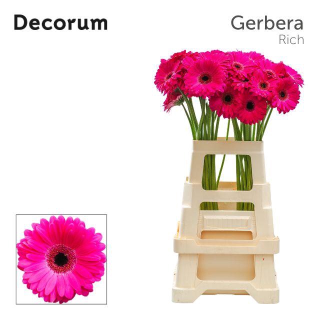 <h4>Gerbera Rich Water x40 Lang</h4>