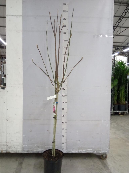 <h4>Magnolia   ...</h4>