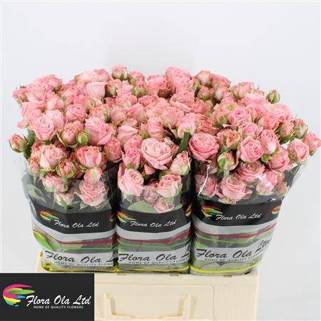 <h4>R Tr Madam Bombastic</h4>