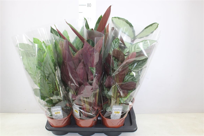 Calathea Gemengd