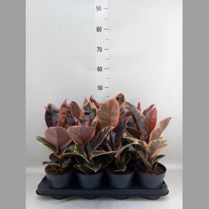 Ficus elastica 'Belize'