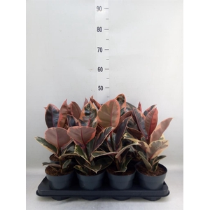 Ficus elastica 'Belize'