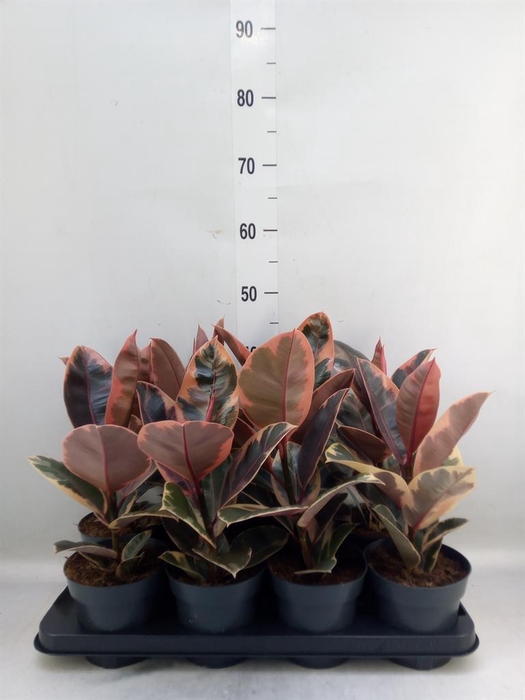 <h4>Ficus elastica 'Belize'</h4>