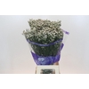 Limonium sinensis White Diamond