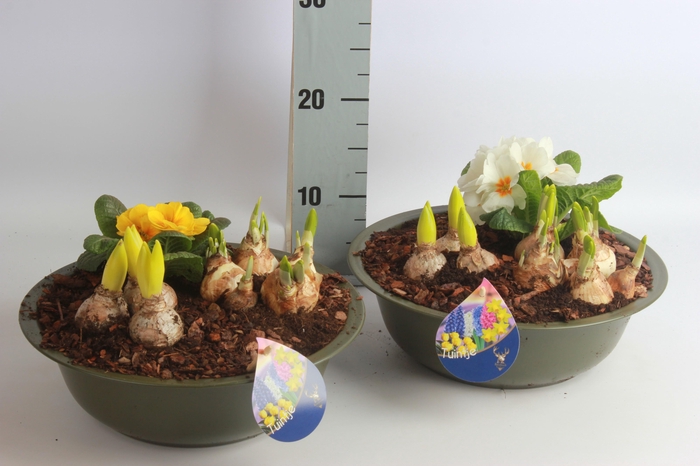 <h4>ARR BOL KNOLGEWAS</h4>