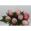 Protea Cynaroides
