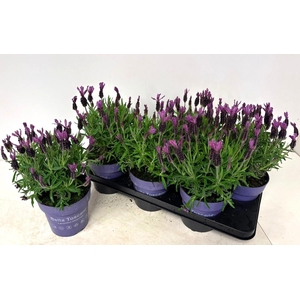 LAVAN S BELL TOSCANE