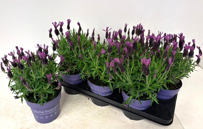 <h4>LAVAN S BELL TOSCANE</h4>