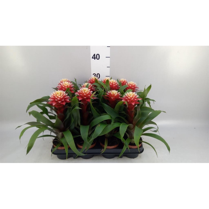 <h4>Guzmania ...</h4>