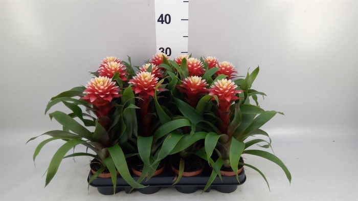 Guzmania   ...