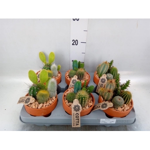Arr.  Cactus L%