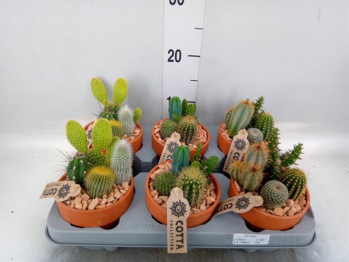 <h4>Arr.  Cactus L%</h4>