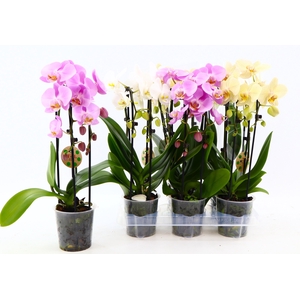 PHAL EL CASCADE