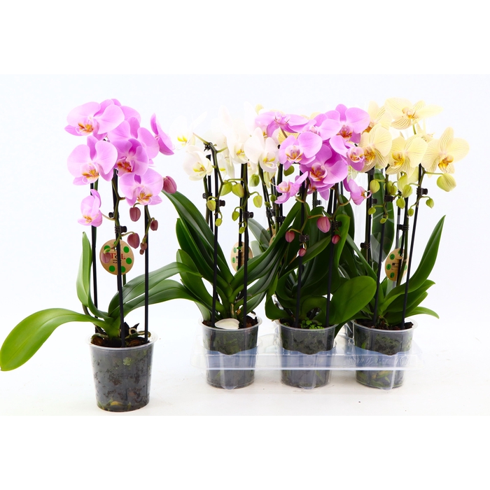 <h4>PHAL EL CASCADE</h4>