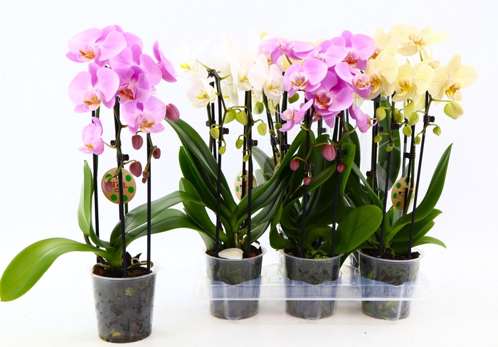 PHAL EL CASCADE