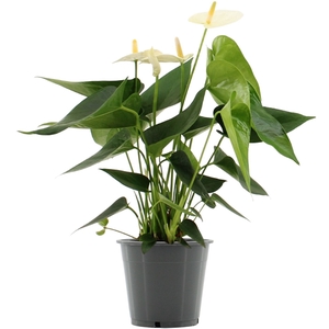 Anthurium Cocos in transparant sleeve