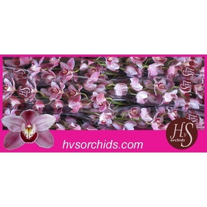 CYMB T UNIQ SKYLINE 60 CM