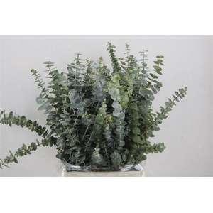 Euca Baby Blue Short 150gr P Bunch