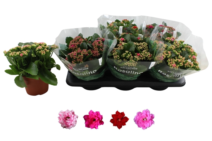 <h4>KAL GE RO GEM 4 KL</h4>