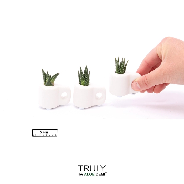<h4>TRULY Succulent, Mug White Mini</h4>