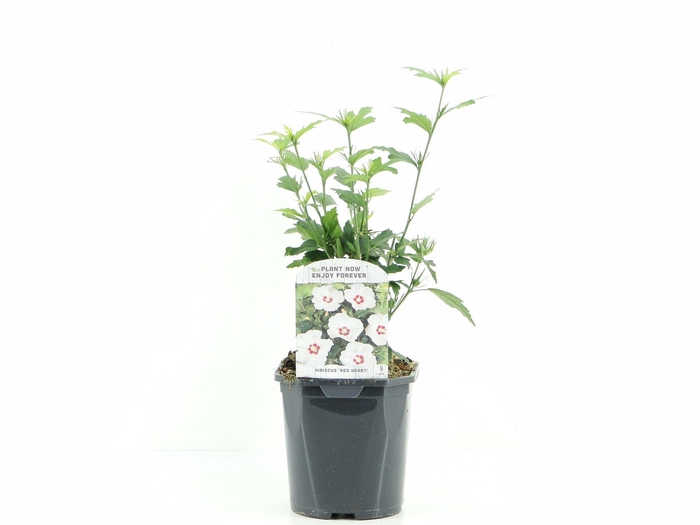 <h4>Hibiscus syr. Red Heart</h4>