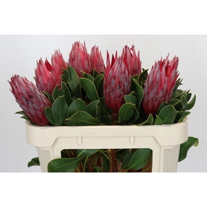 Protea Cynaroides Madiba