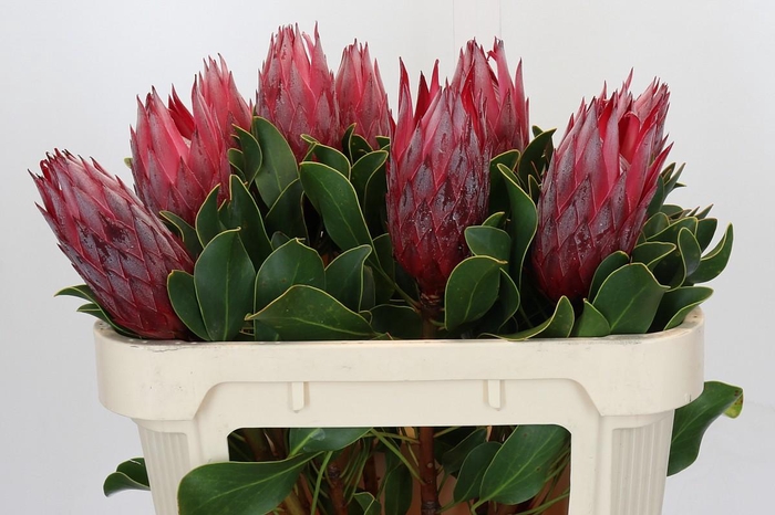 <h4>Protea Cynaroides Madiba</h4>