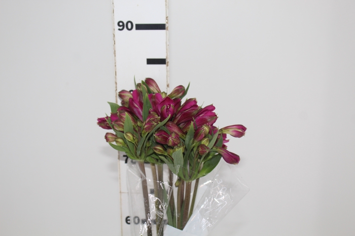 <h4>ALSTROEMERIA NAPOLI 080 CM</h4>