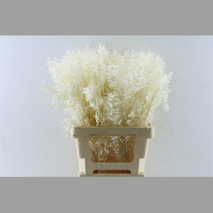 Ruscus Bleached White
