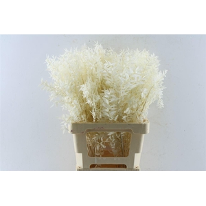 Ruscus Bleached White