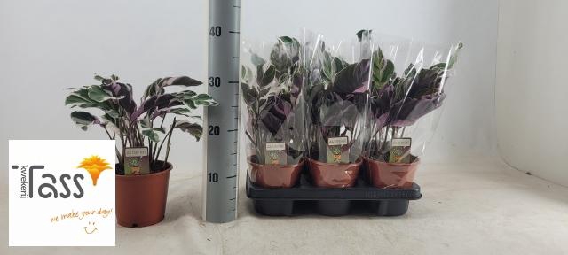 <h4>CALAT FUSION WHITE</h4>