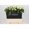 Paeonia Duchesse De Nemours