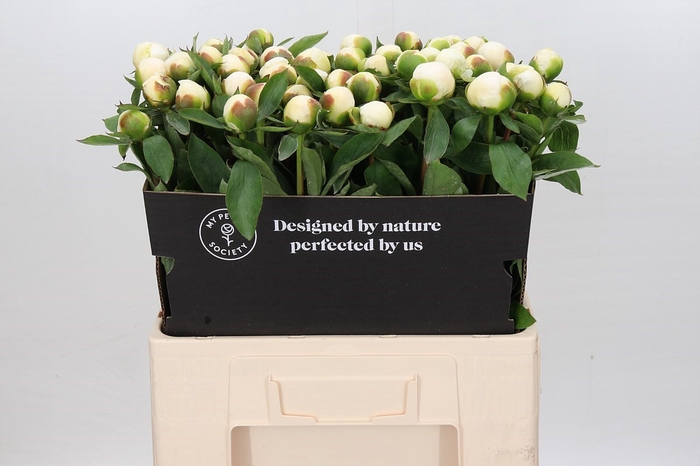 <h4>Paeonia Duchesse De Nemours</h4>