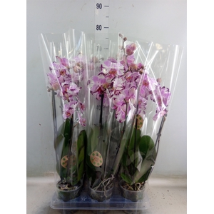 Phalaenopsis   ...