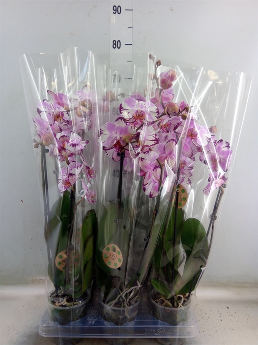 <h4>Phalaenopsis   ...</h4>