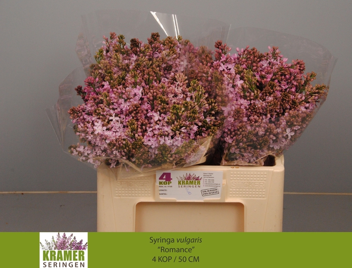 <h4>SYR V ROMANCE</h4>