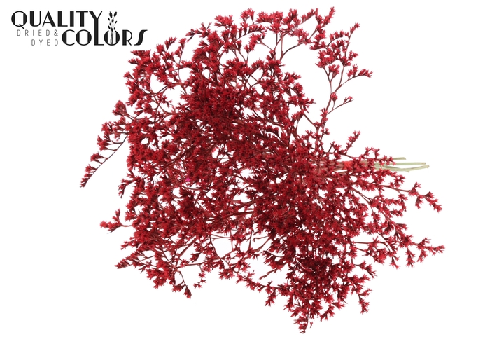 <h4>Limonium Tataricum per bunch Red</h4>
