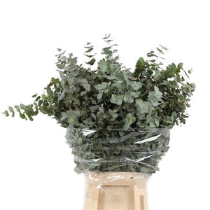 Cinerea Lang Da Vinci