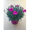 Dianthus caryophyllus diverse mixen