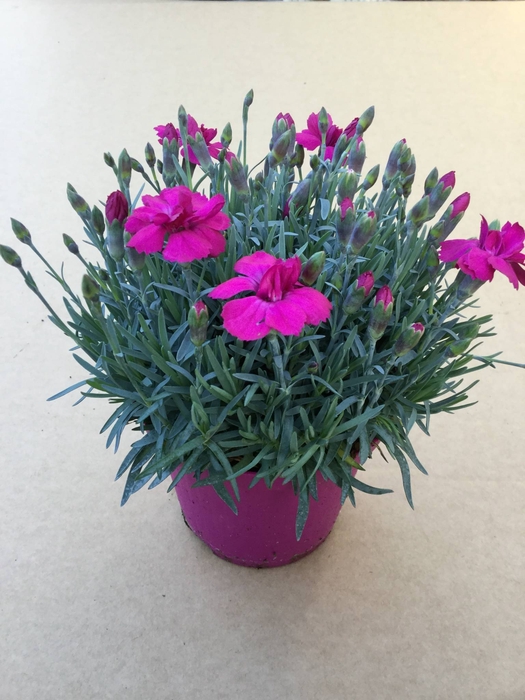 Dianthus caryophyllus diverse mixen