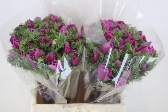 <h4>Anem Mistral Orchid</h4>